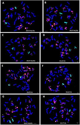 Introgression of an adult-plant powdery mildew resistance gene Pm4VL from Dasypyrum villosum chromosome 4V into bread wheat